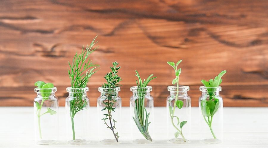 various essential oils bottles with herbs in them